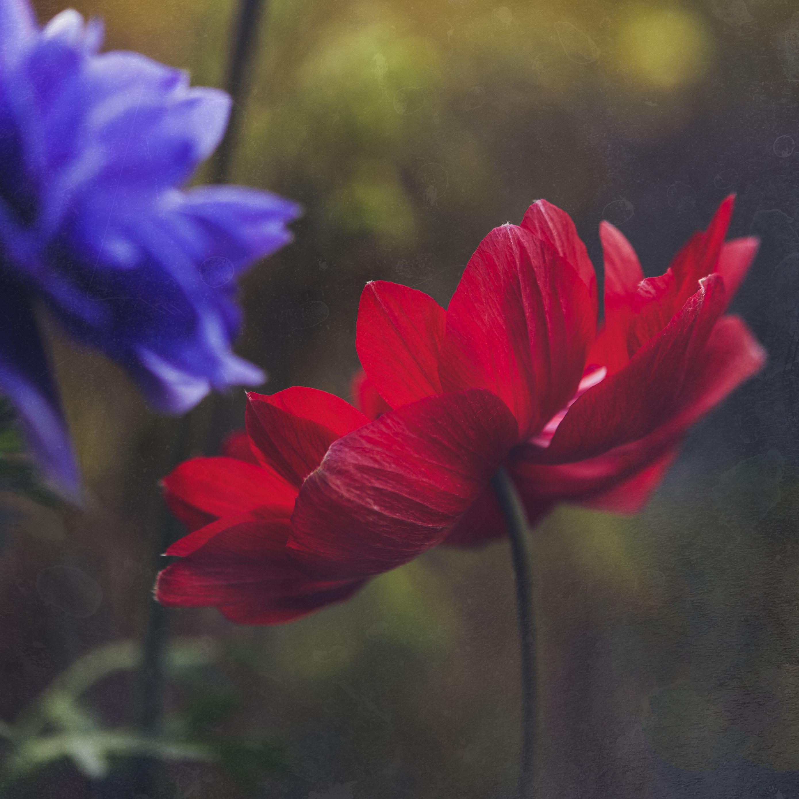 Download wallpaper 2780x2780 anemone, petals, flower, red, macro ipad