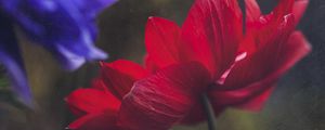 Preview wallpaper anemone, petals, flower, red, macro