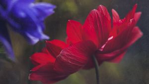 Preview wallpaper anemone, petals, flower, red, macro