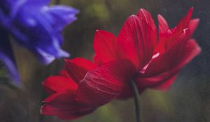 Preview wallpaper anemone, petals, flower, red, macro