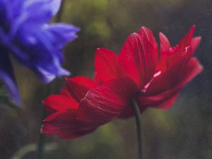 Preview wallpaper anemone, petals, flower, red, macro