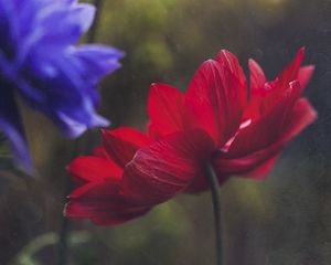 Preview wallpaper anemone, petals, flower, red, macro