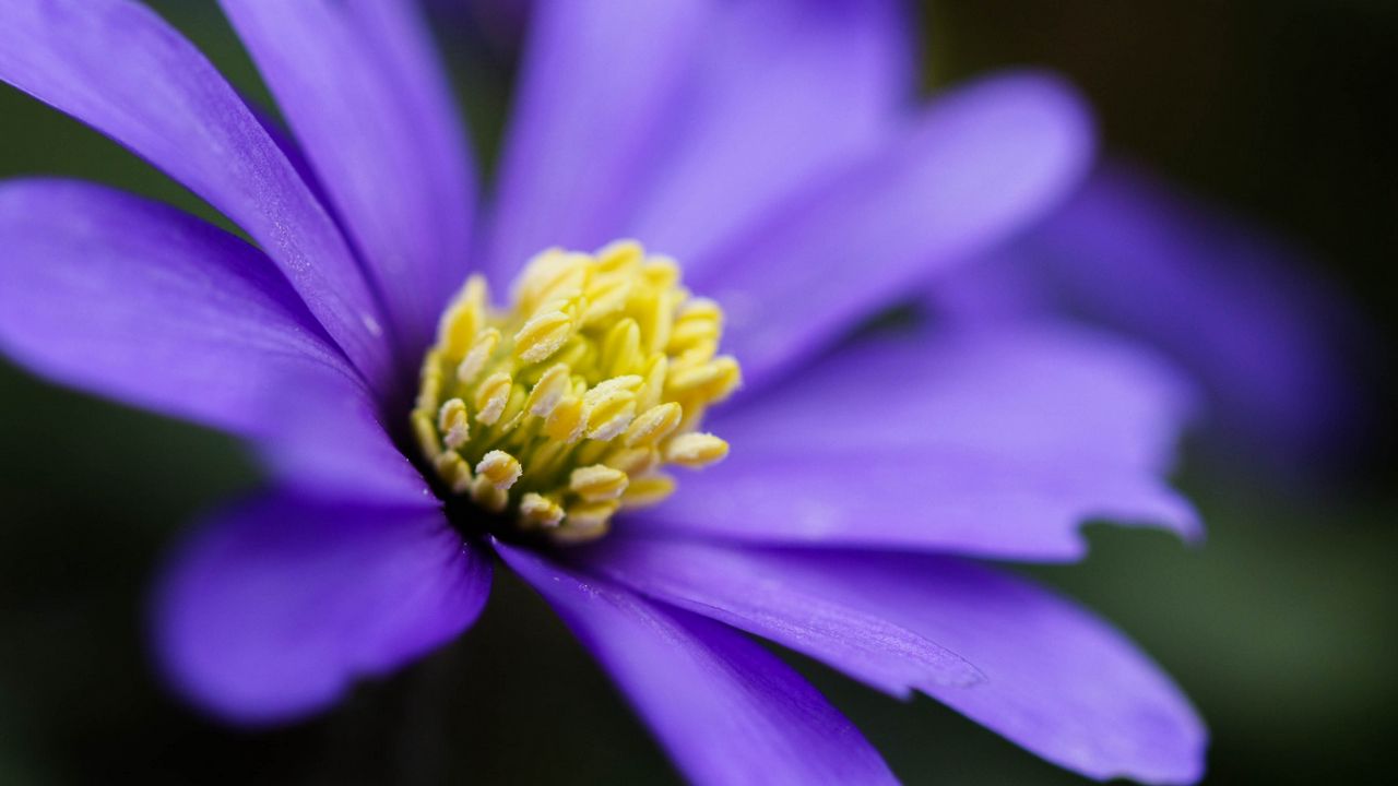 Wallpaper anemone, petals, flower, blue, macro