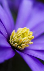 Preview wallpaper anemone, petals, flower, blue, macro