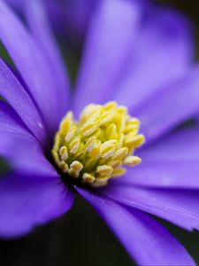 Preview wallpaper anemone, petals, flower, blue, macro