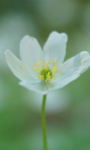 Preview wallpaper anemone, petals, flower, white, macro, blur