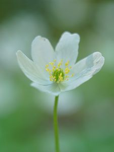 Preview wallpaper anemone, petals, flower, white, macro, blur