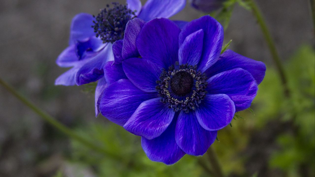 Wallpaper anemone, petals, flower, blue, blur