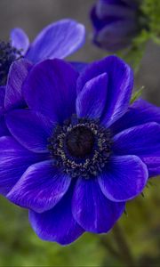 Preview wallpaper anemone, petals, flower, blue, blur