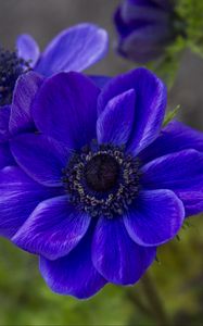 Preview wallpaper anemone, petals, flower, blue, blur