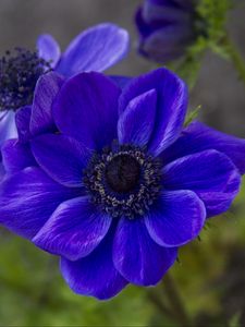 Preview wallpaper anemone, petals, flower, blue, blur