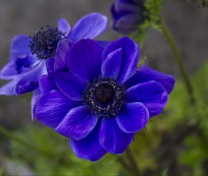 Preview wallpaper anemone, petals, flower, blue, blur