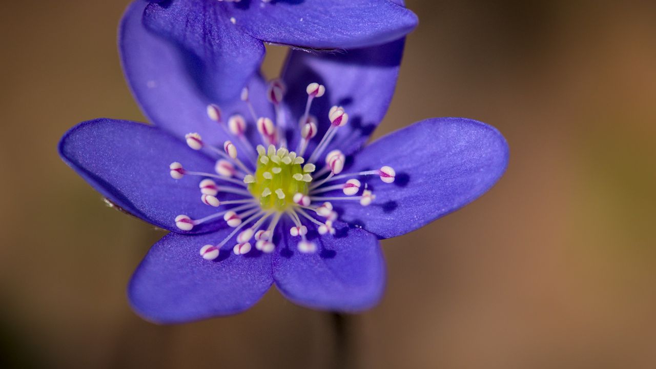 Wallpaper anemone, petals, flowers, macro, spring, blue