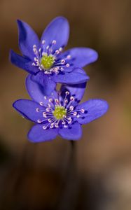 Preview wallpaper anemone, petals, flowers, macro, spring, blue