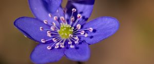 Preview wallpaper anemone, petals, flowers, macro, spring, blue