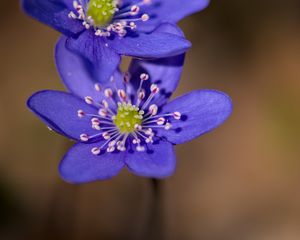 Preview wallpaper anemone, petals, flowers, macro, spring, blue