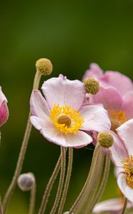 Preview wallpaper anemone, petals, flowers