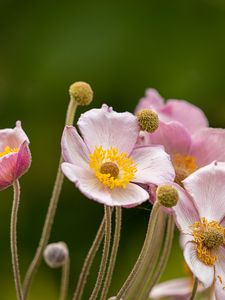 Preview wallpaper anemone, petals, flowers