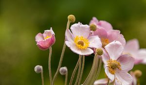 Preview wallpaper anemone, petals, flowers