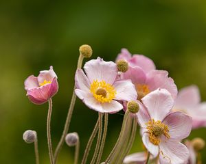 Preview wallpaper anemone, petals, flowers