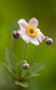 Preview wallpaper anemone, petals, flowers, buds