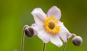 Preview wallpaper anemone, petals, flowers, buds