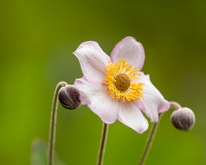 Preview wallpaper anemone, petals, flowers, buds