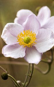 Preview wallpaper anemone, petals, flowers, macro