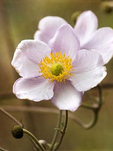 Preview wallpaper anemone, petals, flowers, macro