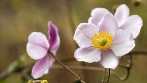 Preview wallpaper anemone, petals, flowers, macro