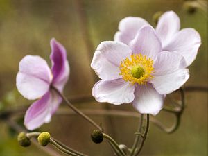 Preview wallpaper anemone, petals, flowers, macro