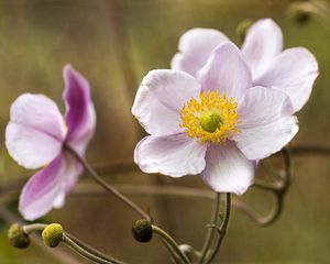 Preview wallpaper anemone, petals, flowers, macro