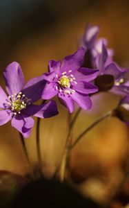 Preview wallpaper anemone, petals, flowers, macro, purple