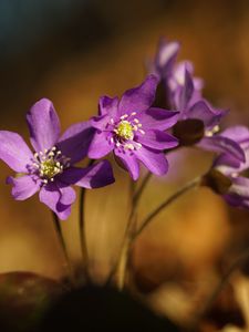 Preview wallpaper anemone, petals, flowers, macro, purple