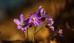 Preview wallpaper anemone, petals, flowers, macro, purple