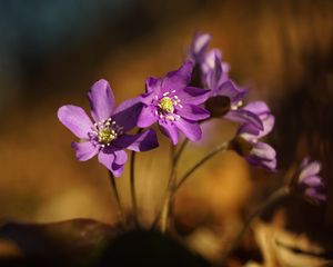 Preview wallpaper anemone, petals, flowers, macro, purple