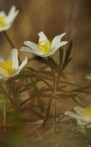 Preview wallpaper anemone, petals, flowers, macro, spring