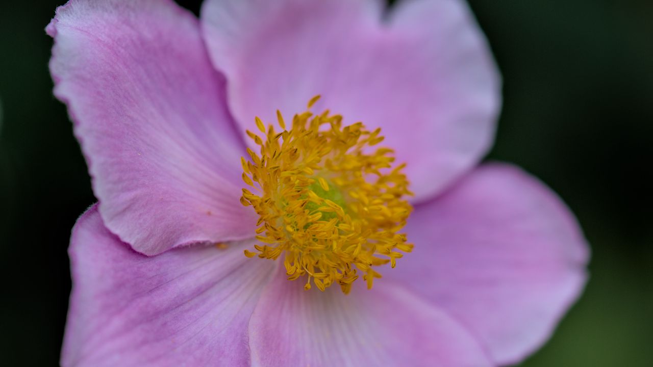 Wallpaper anemone, petals, pink, flower, spring, blur