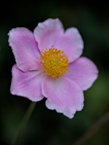 Preview wallpaper anemone, petals, pink, flower, spring, blur