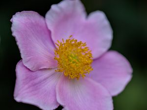 Preview wallpaper anemone, petals, pink, flower, spring, blur