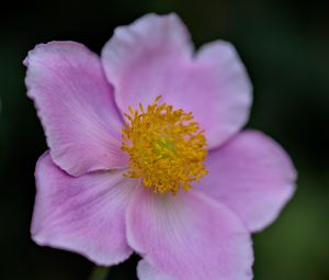 Preview wallpaper anemone, petals, pink, flower, spring, blur