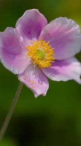 Preview wallpaper anemone, petals, pink, flower, spring, macro