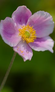 Preview wallpaper anemone, petals, pink, flower, spring, macro