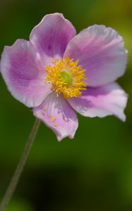 Preview wallpaper anemone, petals, pink, flower, spring, macro