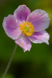 Preview wallpaper anemone, petals, pink, flower, spring, macro