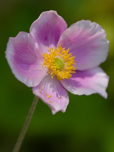 Preview wallpaper anemone, petals, pink, flower, spring, macro