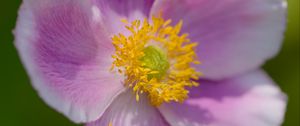 Preview wallpaper anemone, petals, pink, flower, spring, macro