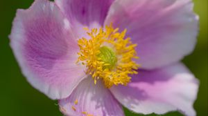 Preview wallpaper anemone, petals, pink, flower, spring, macro