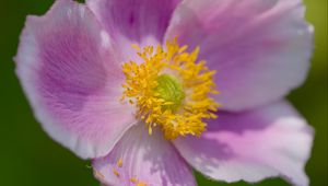 Preview wallpaper anemone, petals, pink, flower, spring, macro