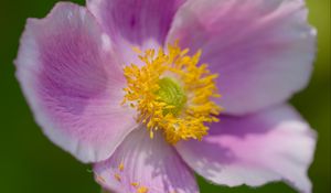 Preview wallpaper anemone, petals, pink, flower, spring, macro